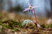 MONTE GUGLIELMO - 23 marzo 2013  - FOTOGALLERY